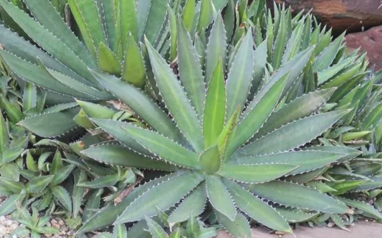 Aloe vera